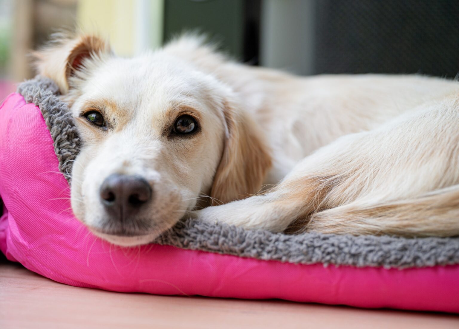 Dit zijn de symptomen van een stervende hond