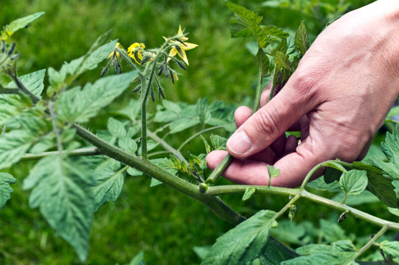 Tomaten dieven wfv01