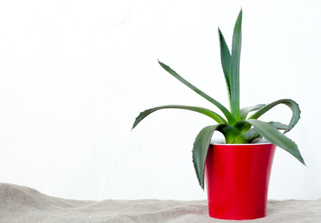 Agave giftig voor kat