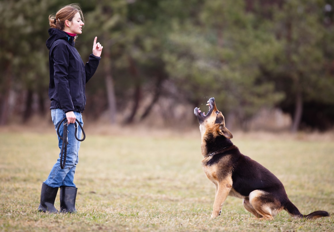 Agressie afleren bij honden met training