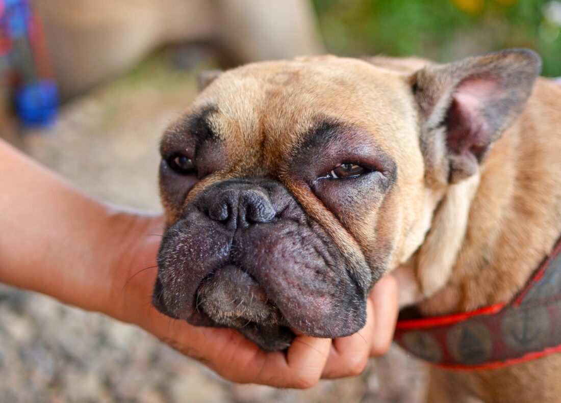 Dit zijn de symptomen van een stervende hond