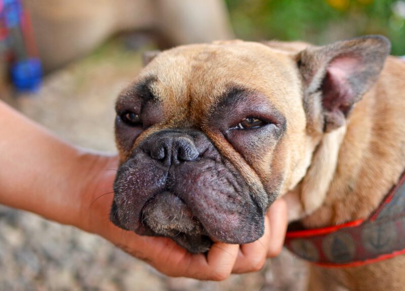 Allergieën bij honden: dit zijn 4 veelvoorkomende symptomen
