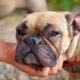 Allergieën bij honden: dit zijn 4 veelvoorkomende symptomen
