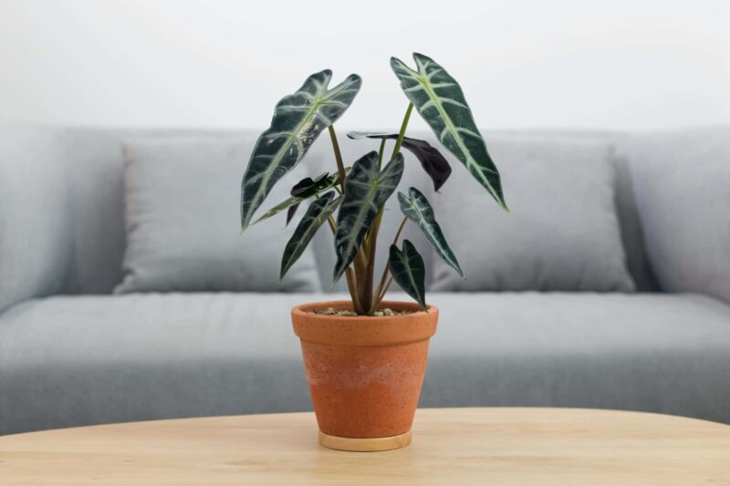 Alocasia olifantsoor verzorgen ws01v01 1274679667
