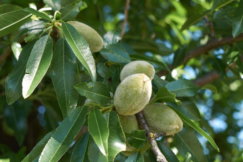 Amandelboom kweken planten oogsten ws01v01 1177072137