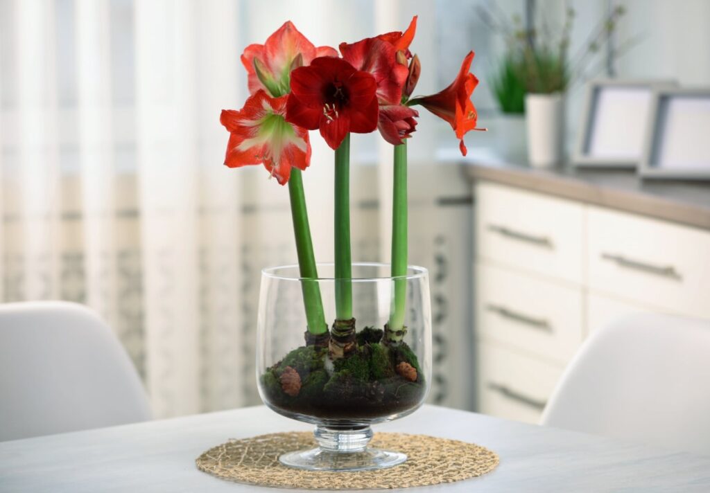 Amaryllis giftig voor kat