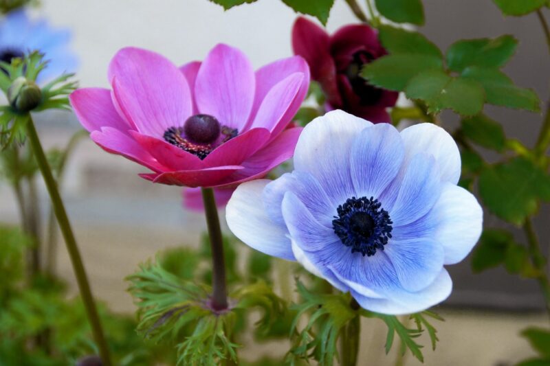 Anemonen planten verzorgen ws01v01 4145229 scaled