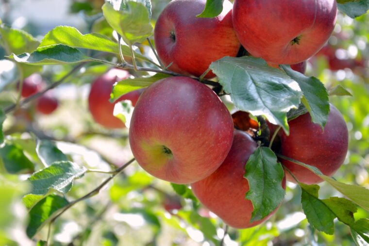 Appelboom kweken van planten tot oogsten