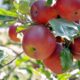 Appelboom kweken planten oogsten ws01v01 3687980 scaled