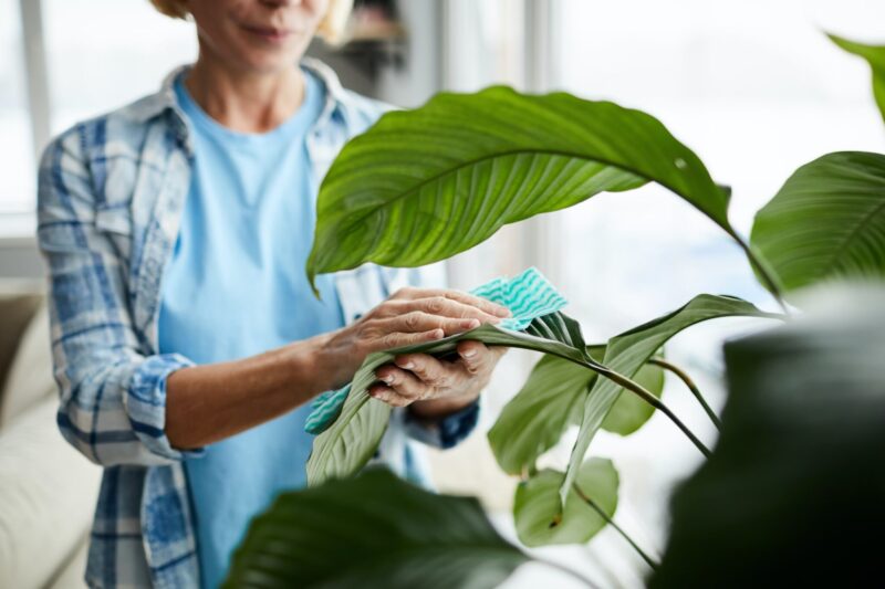 Bladeren kamerplanten schoonmaken ws01v01 1139901576 scaled