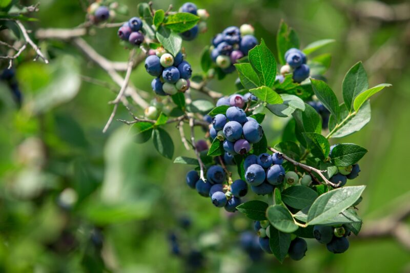 Blauwe bessen kweken planten oogsten ws01v01 839015250