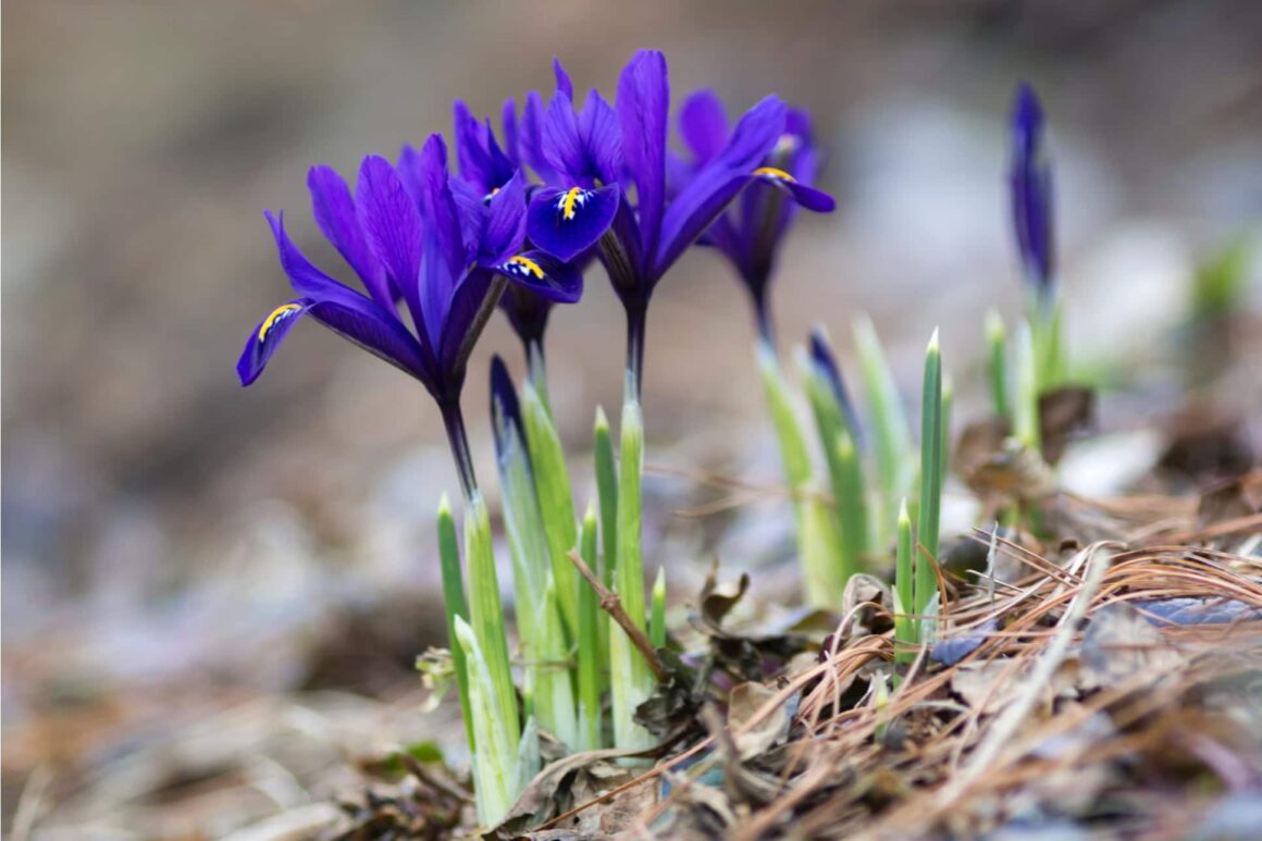 Blauwe dwergiris in het voorjaar
