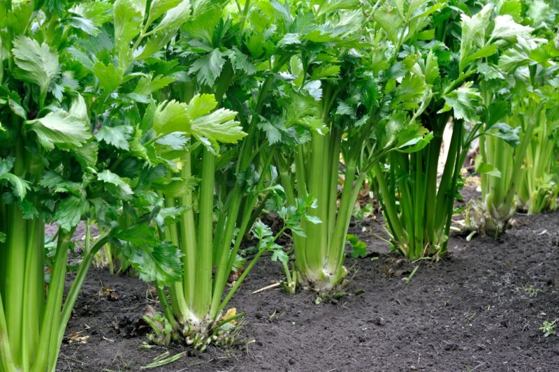 Bleekselderij kweken zaaien oogsten ws01v01 1185508323
