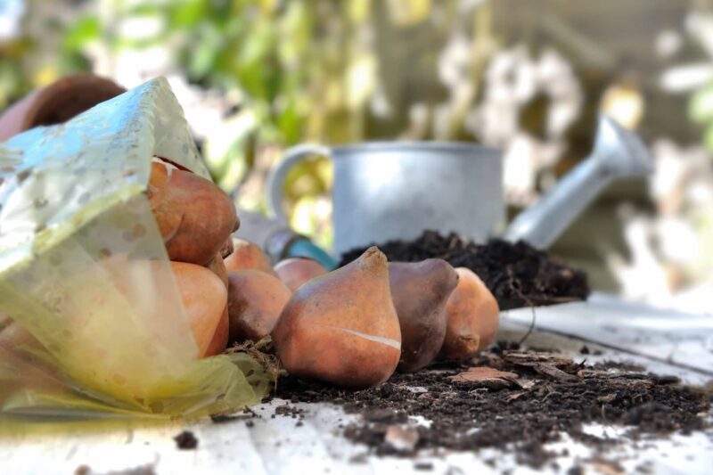 Bloembollen planten ws01v01 628867850 scaled