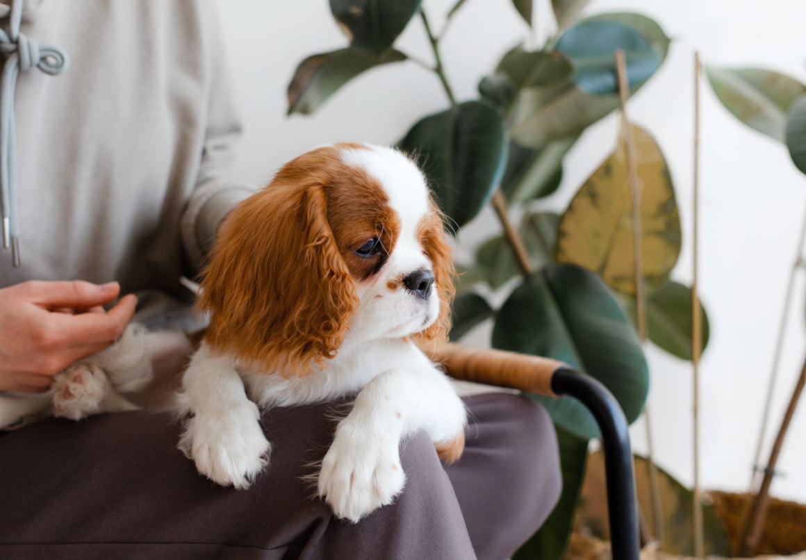 Cavalier King Charles-spaniël kleine hond die niet blaft