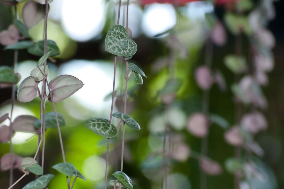 Hartvormig blad van het Chinees lantaarnplantje als kamerplant