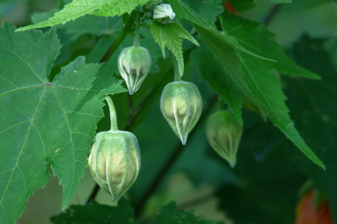 Chinese Lantaarn of Abutilon bloemen in ontwikkeling