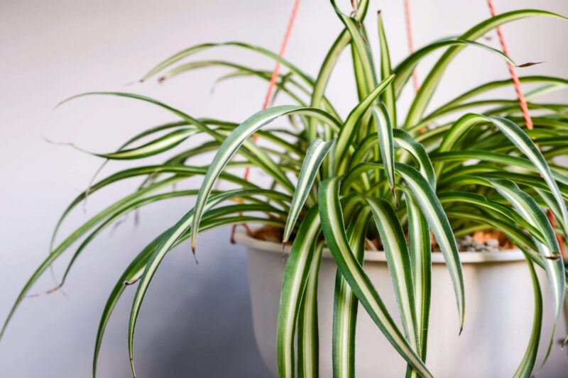 Chlorophytum graslelie verzorgen ws01v01 1185142809