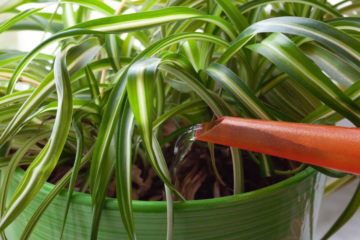 De Chlorophytum of Graslelie water geven