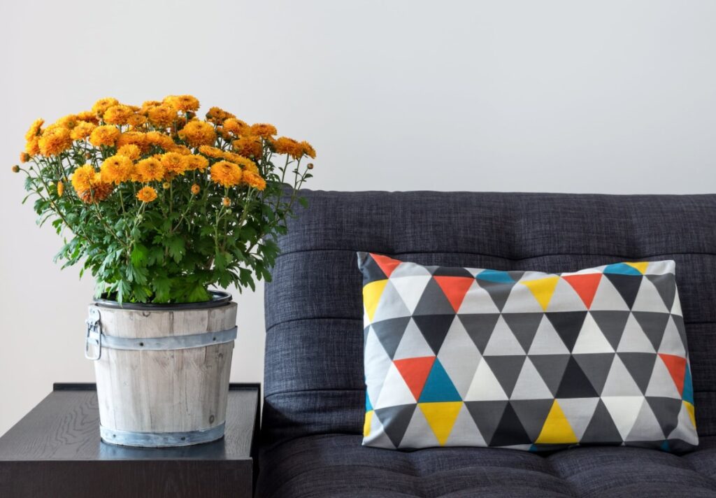 Chrysanten giftig voor kat