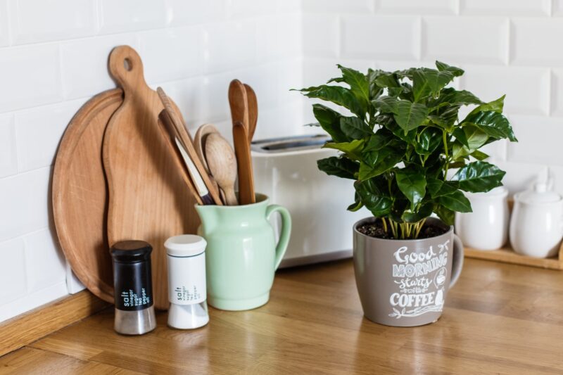 Coffea arabica koffieplant verzorgen ws01v01 1050726000