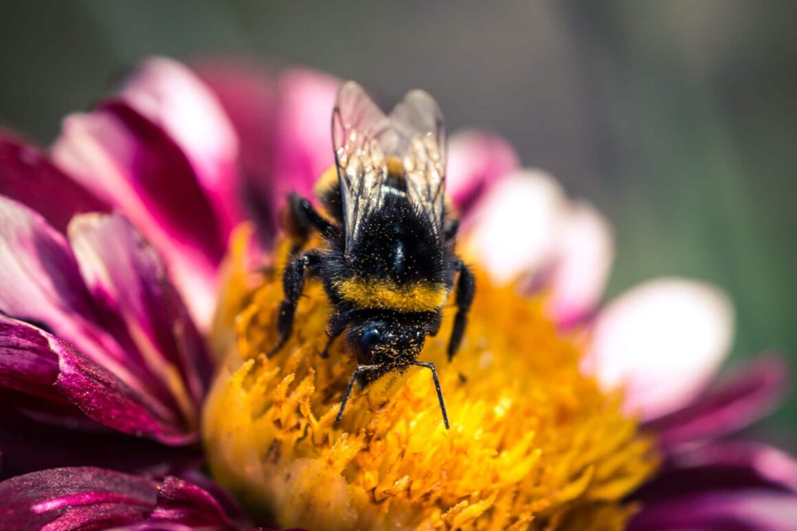 Dahlia trekt veel bijen, hommels en vlinders aan