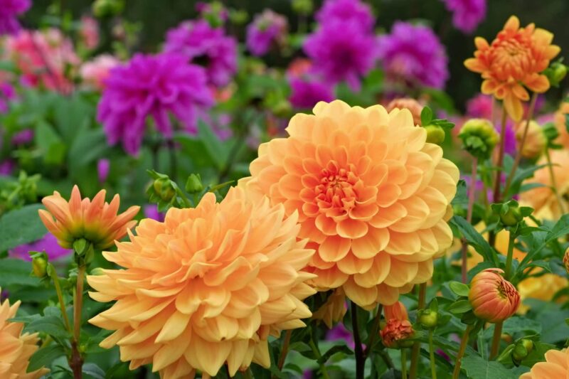 Dahlia bollen planten verzorgen ws01v01 512882246