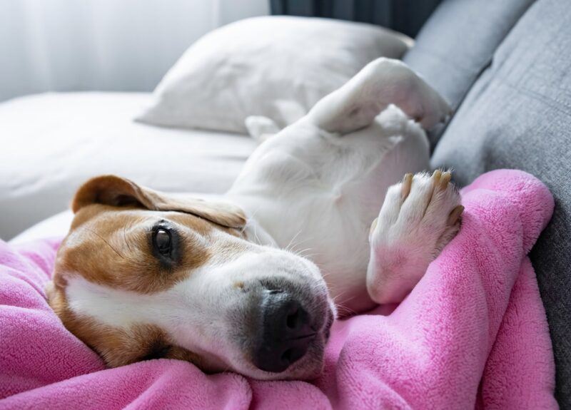 Belangrijk! Zo herken je een depressieve hond