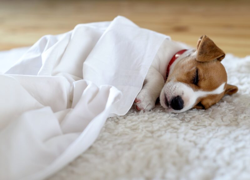 Eerste nacht een puppy in huis: hoe pak je dat aan?