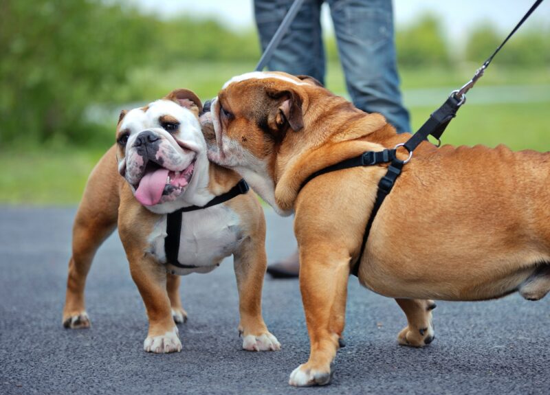Engelse Bulldog kopen? Lees dan eerst deze tips