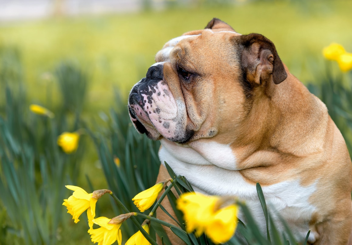 Engelse Bulldog middelgrote gezinshond