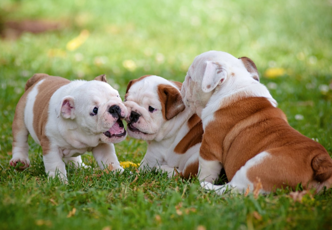 Spelende engelse bulldog pups in het gras