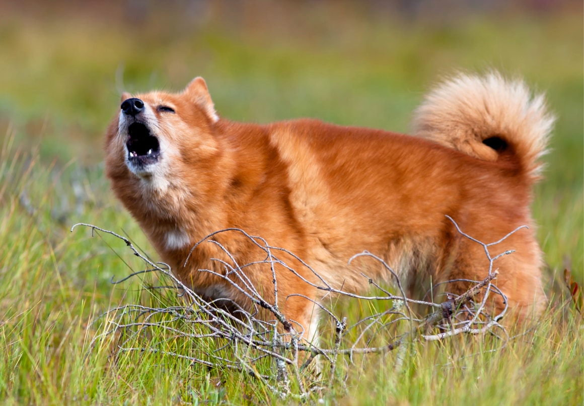 Finse Spits blaft buiten in het gras