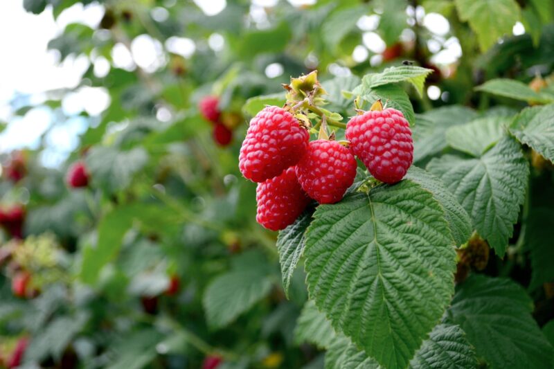Frambozen kweken planten oogsten ws01v03 626122442