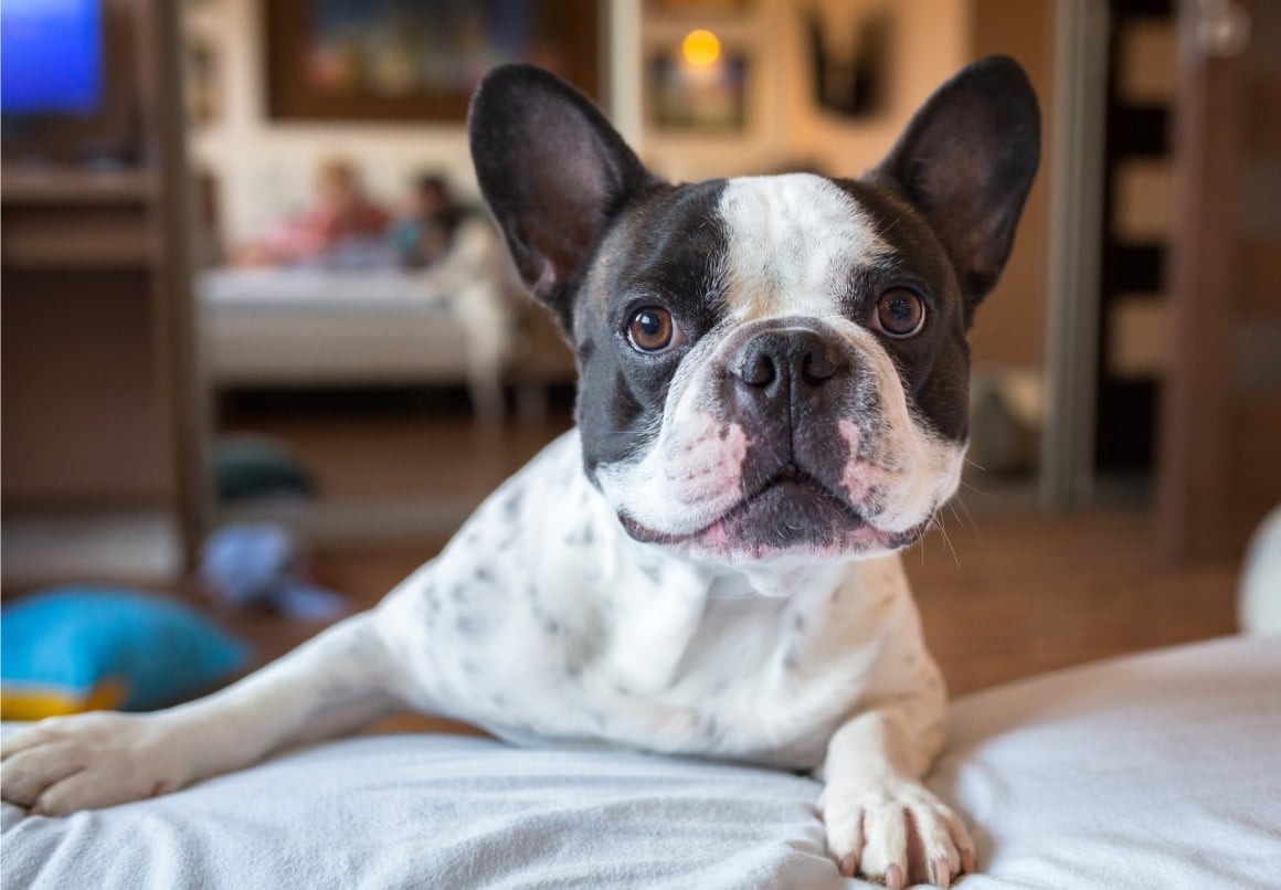 Franse Bulldog kleine hond die niet blaft