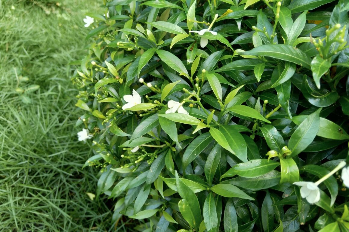 Gesnoeide gardenia in de border