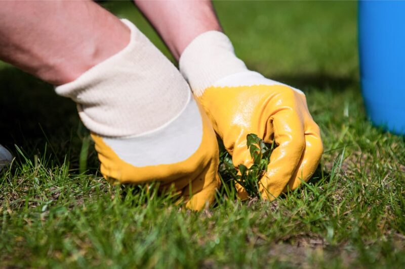 Gazon onderhouden voorjaar najaar ws01v01 518885610 scaled