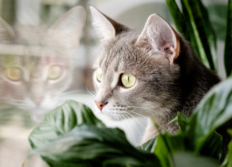 Pas op! Dit zijn 20 giftige planten voor katten