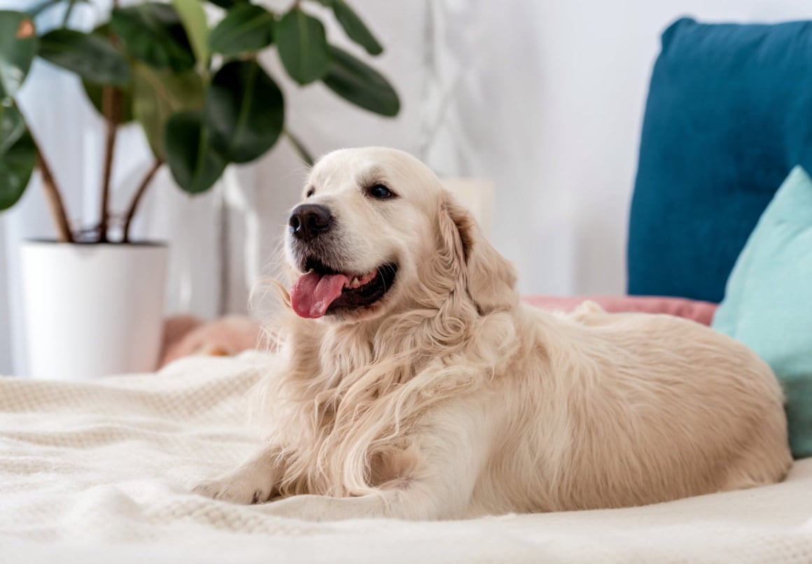 Golden Retriever kleine hond die niet blaft