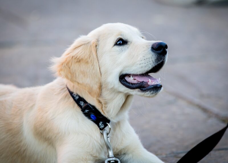 Golden Retriever kopen? Lees dan eerst deze tips