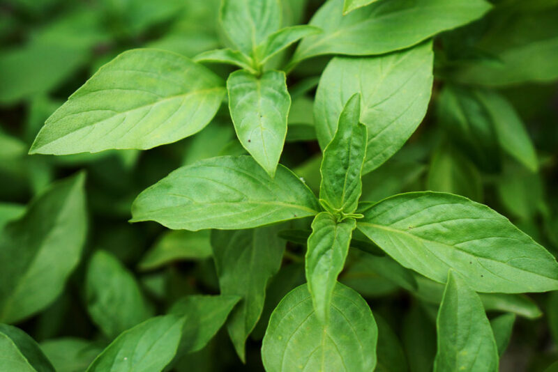 Griekse basilicum ocimum basilicum bascuro 1