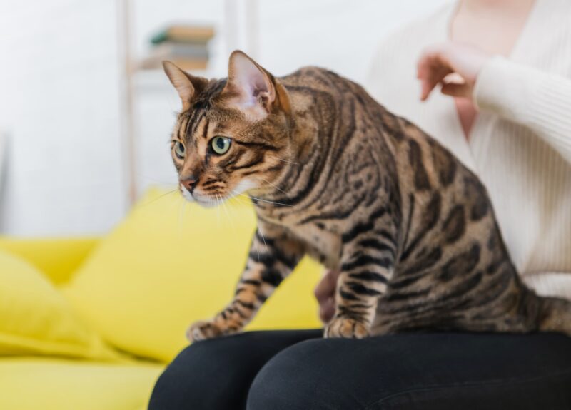 Dit zijn dé 5 meest populaire grote huiskatten