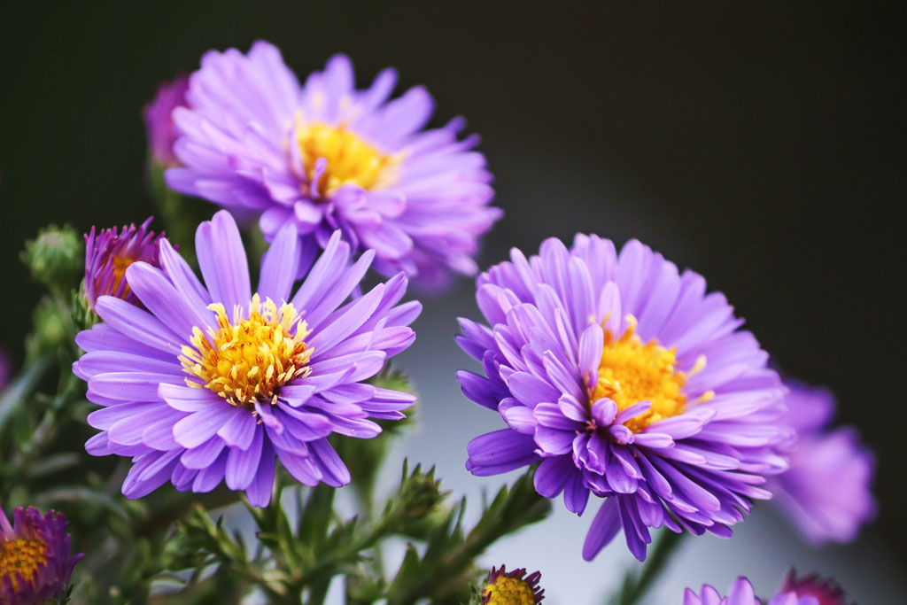 Herfstbloem Aster