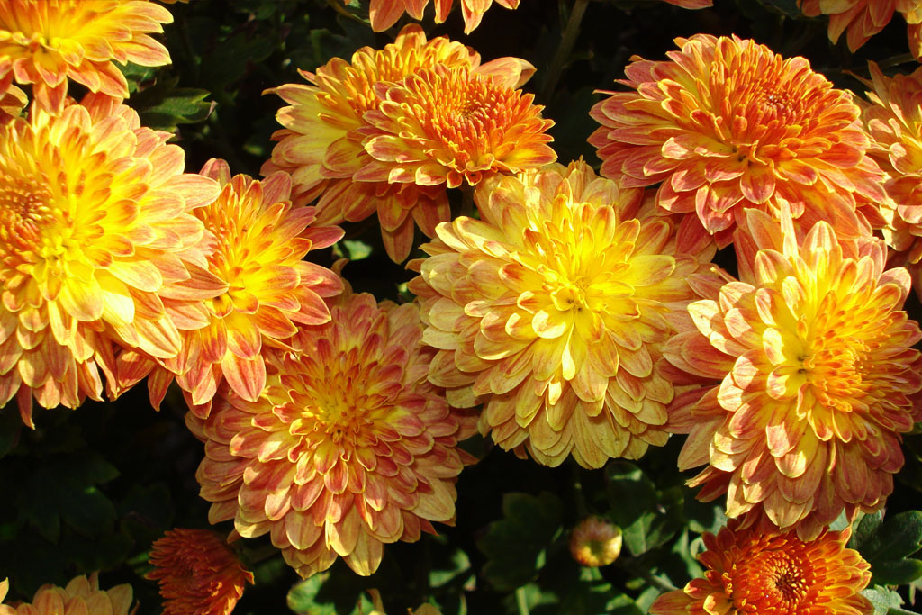 Herfstbloem Chrysant Chrysanthemum