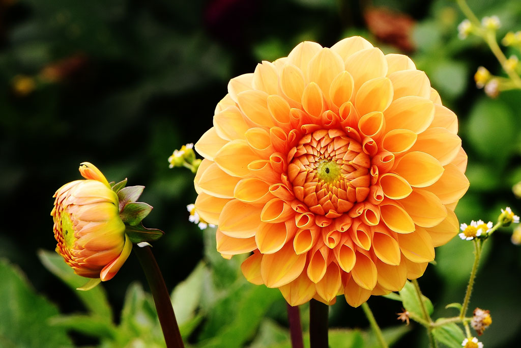 Herfstbloem Dahlia
