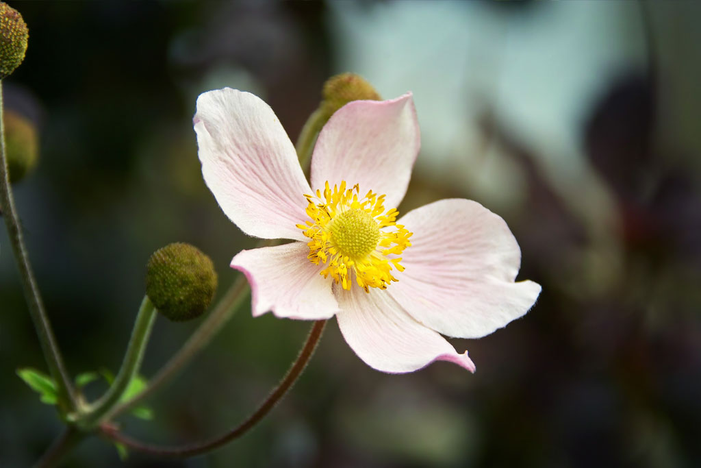 Herfstbloem Anemoon Anemone