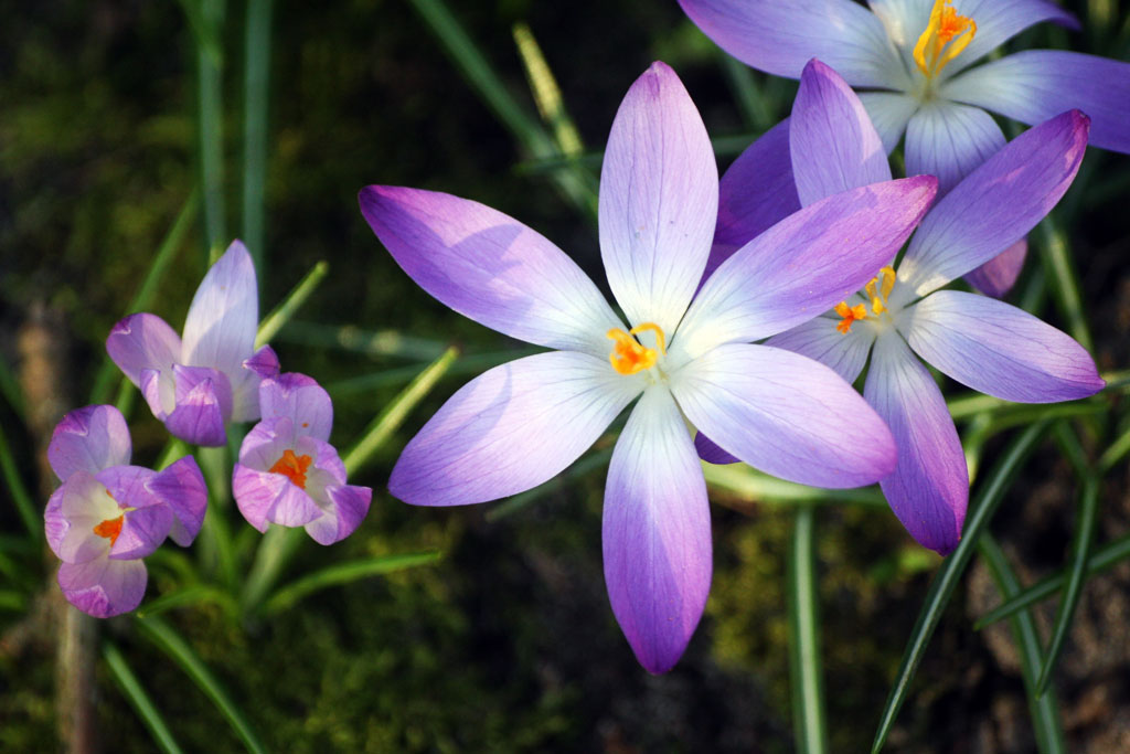 Herfstbloem Krokus Crocus Speciosus