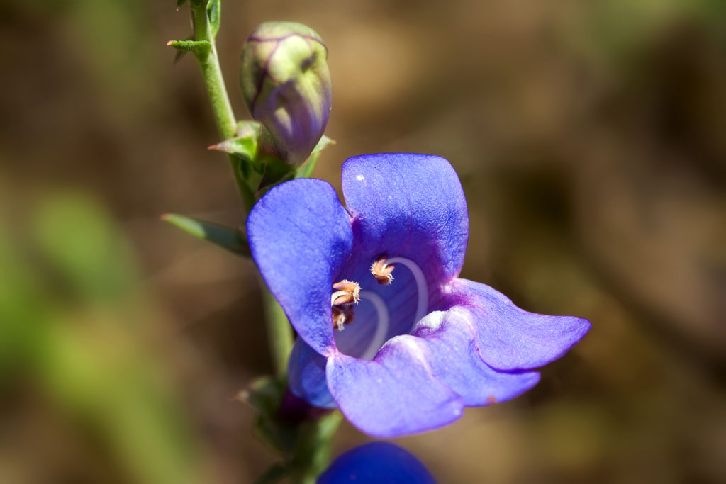 Herfstbloem Schildpadbloem Slangekop Penstemon
