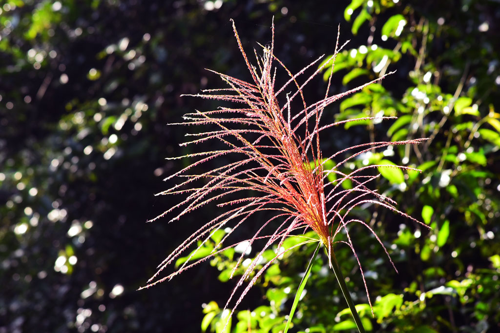 Herfstbloem Siergras Miscanthus Sinensis