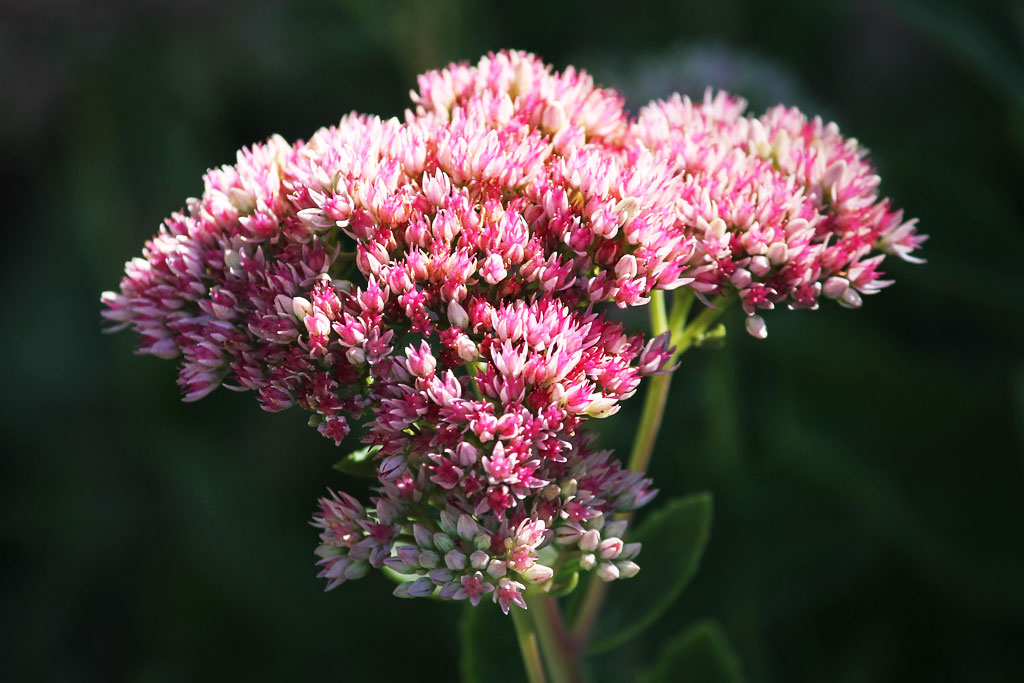 Herfstbloem Vetkruid Sedum